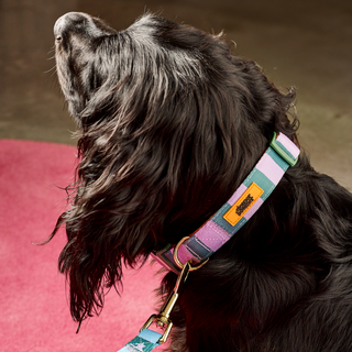 Checkerboard Star Pet Collar