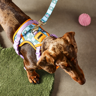 Checkerboard Star Pet Harness