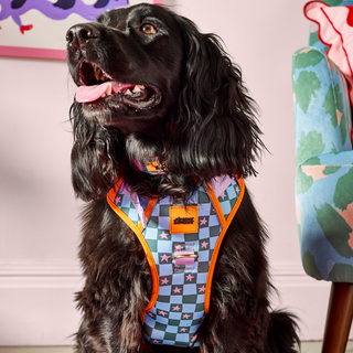 Checkerboard Star Pet Harness