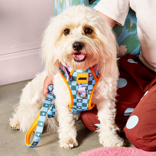 Checkerboard Star Pet Harness